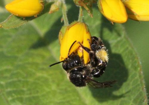 Macropis europaea